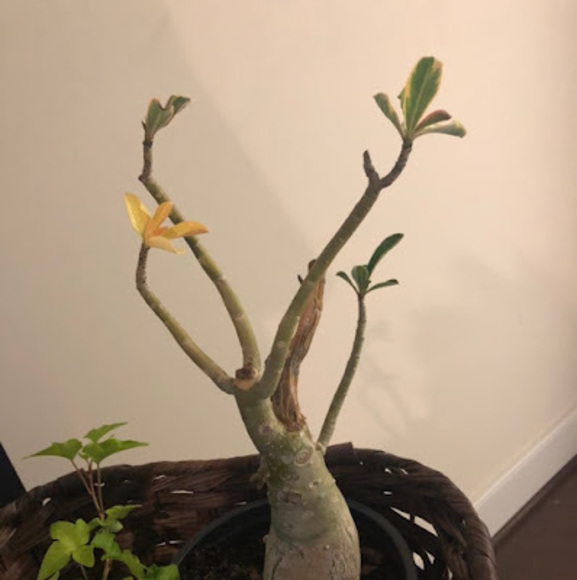 Meet your Posher, J - Picture 1 of 1